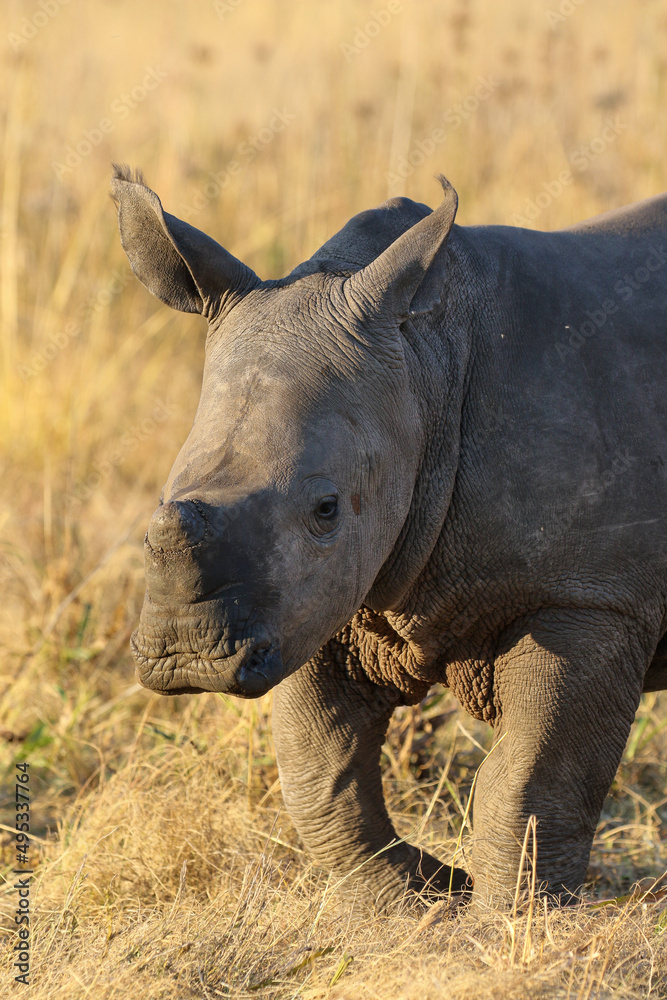 Obraz premium White rhino calf, South Africa