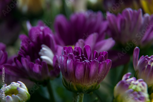 Macro photography of a purple flower