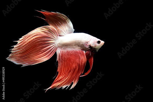 Betta fish Vieltail Rose Gold, Siamese fighting fish on Isolated black background.