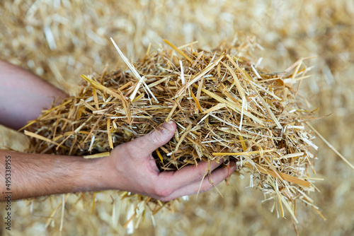 Hands of farmer holding bunch of hay, animal fodder.