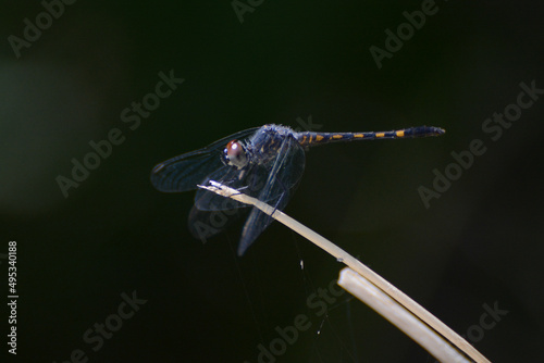 Seaside Dragonlet (Erythrodiplax berenice), portrait of blue dragonfly perched against black background in Florida Keys photo