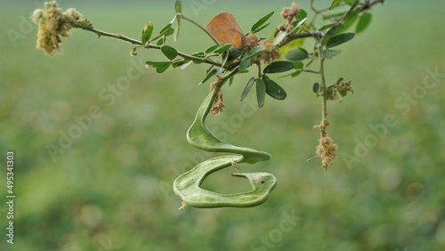Pithecellobium dulce also known as Manila tamarind, Camachile, Guayamochil, Madrasthorn, Blackbead etc. Used in tradiditonal medicine photo