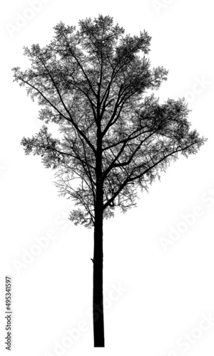 Silhouette of a tree on a white background. Realistic black and white illustration of a poplar tree.