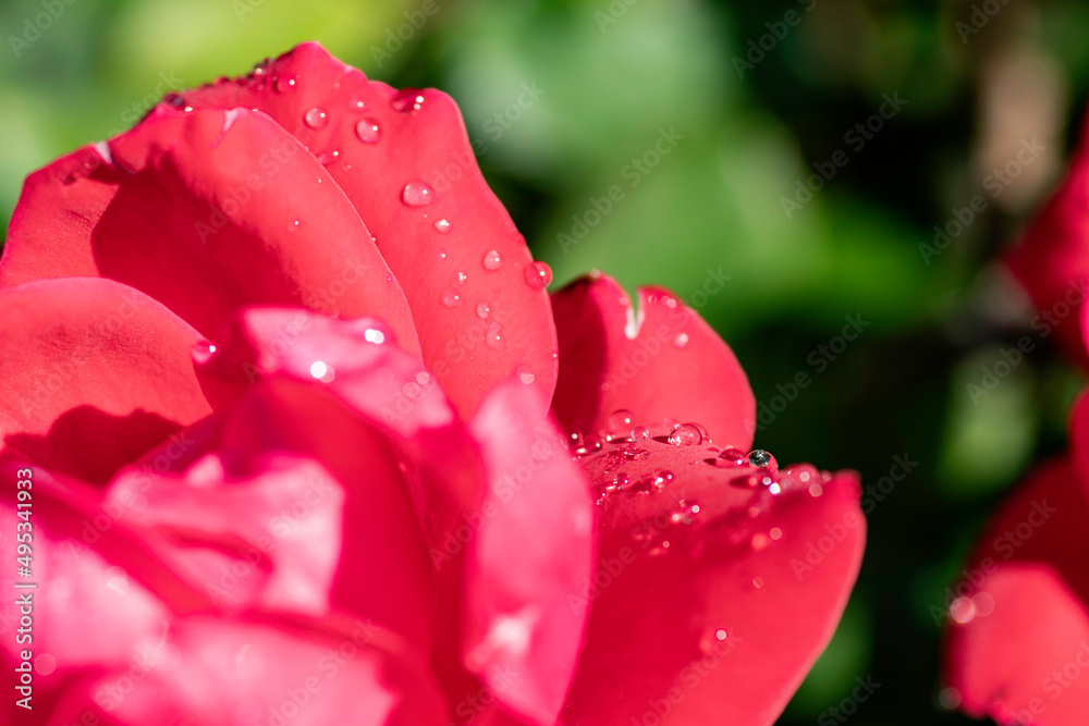 red rose with dew drops