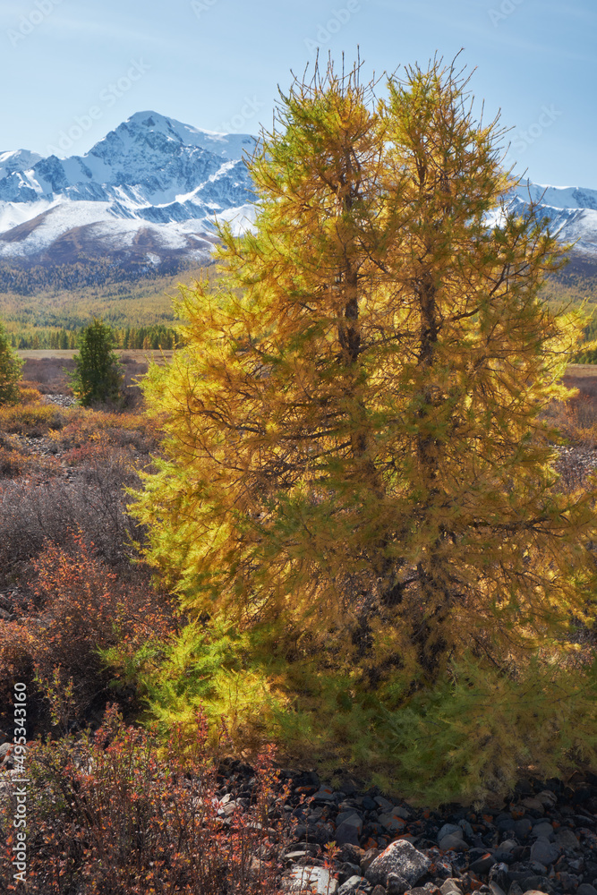 Fototapeta premium Autumn Altai highland landscape. Larch trees are on foreground and snow mountains are on background.