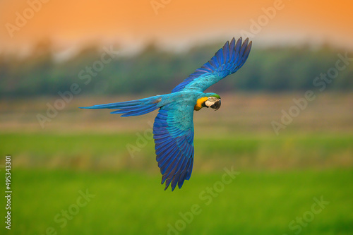 Blue and gold macaw flying on green background