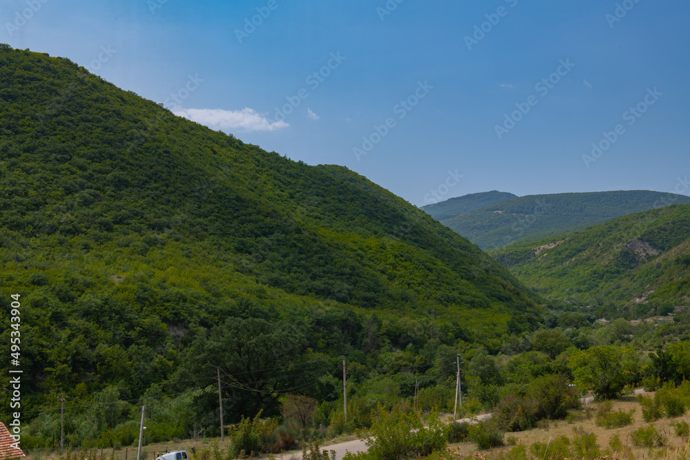Naklejka premium very unique colchis forests with evergreen undergrowth in georgia