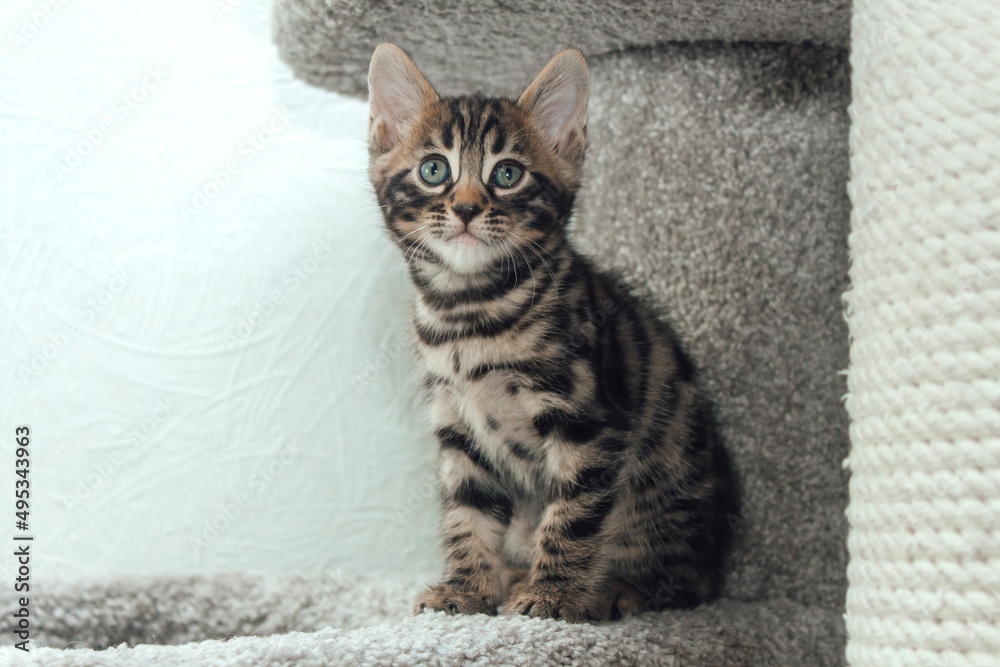 Young cute bengal cat sitting on a soft cat's shelf of a cat's house.