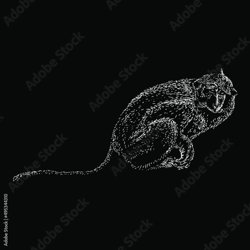 macaque illustration isolated on black background