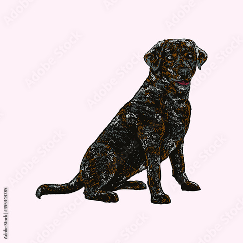 colored labahoula dog illustration. object isolated on background. easy editable.