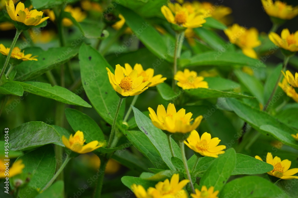 Melampodium divaricatum (Also called Golden Crownbeard, Cowpen Daisy ...