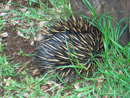 Echidna