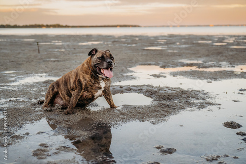 A brindle bulldog/staffy cross dog sitting in water at the beach at Sunset 