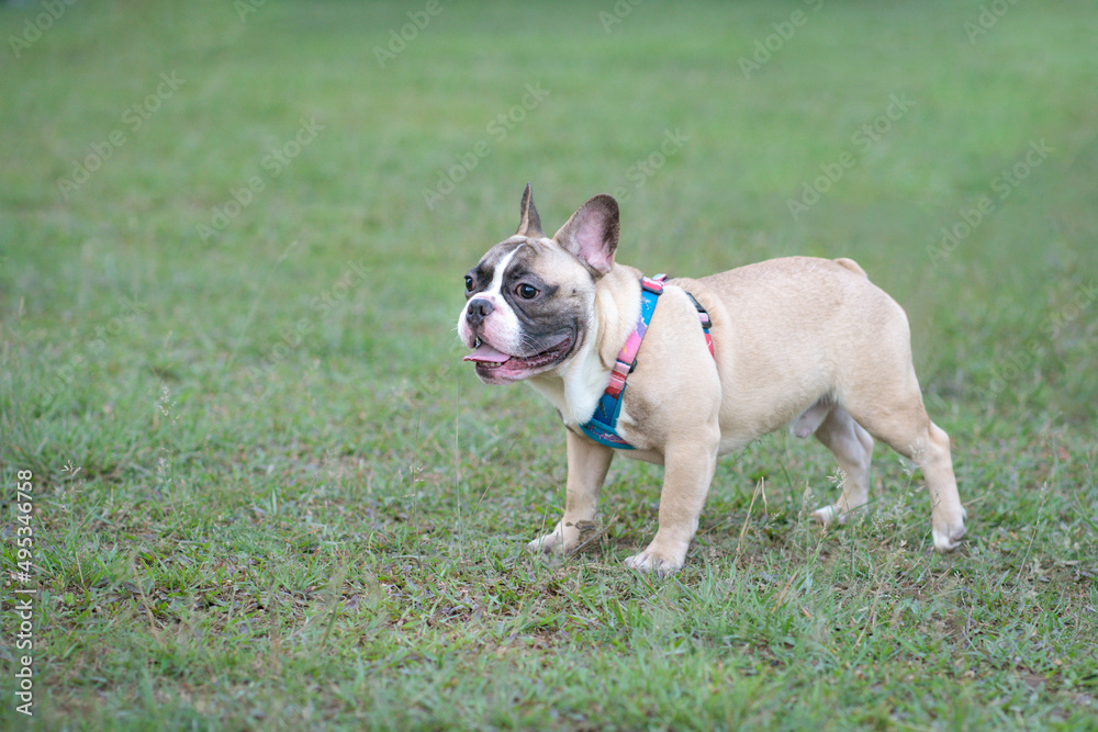 Cute French Bulldog standing on the grass in a park. Copy space.