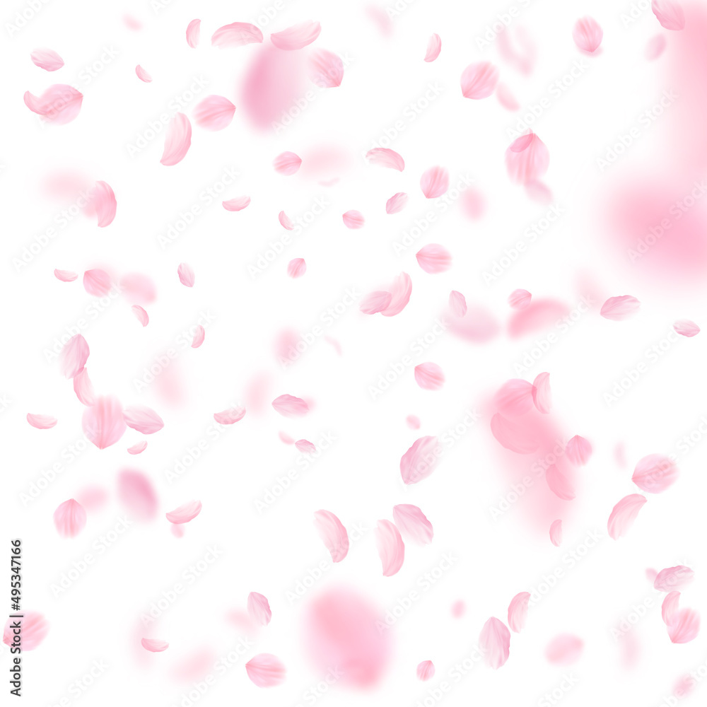 Sakura petals falling down. Romantic pink flowers falling rain. Flying petals on white square background. Love, romance concept. Optimal wedding invitation.