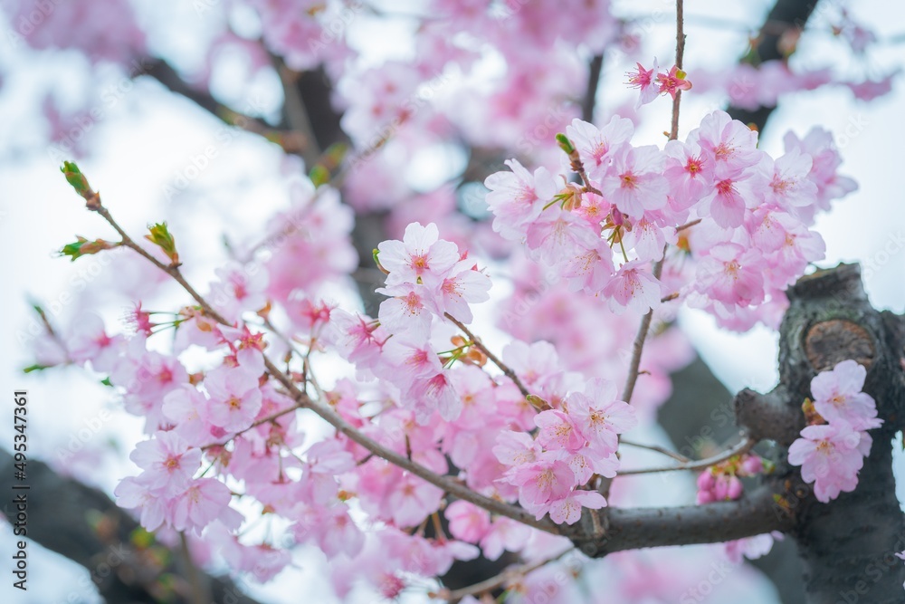 Sakura tree branches