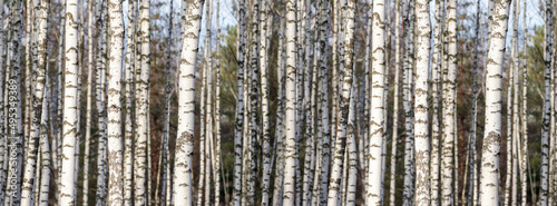 Banner branches of a silvery birch against a blue sky.