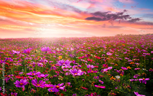 Amazing and beautiful of cosmos flower field landscape in sunset. nature wallpaper background.