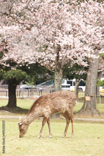 奈良公園の鹿