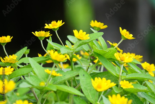 Melampodium divaricatum (Also called Golden Crownbeard, Cowpen Daisy, golden crown beard) in the nature photo