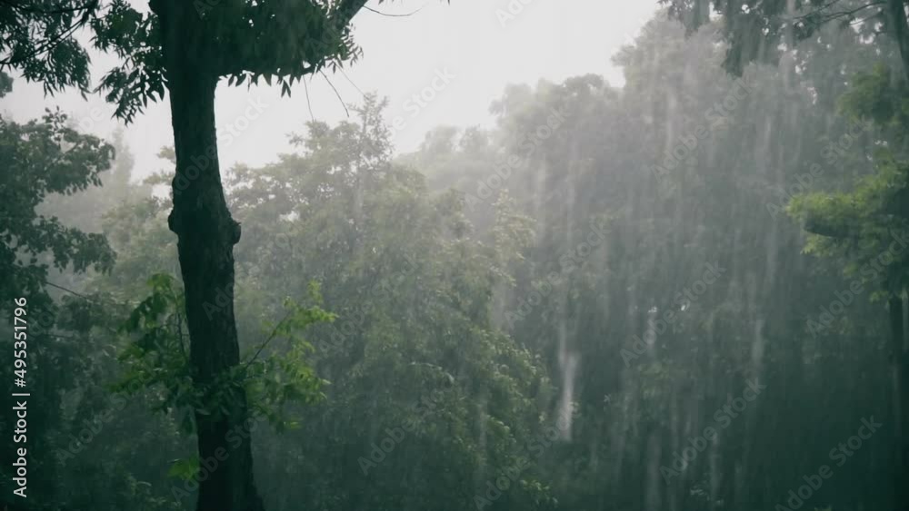 Tropical forest rain. A tropical storm that may represent the rainy season, climate change, or hurricane season. The trees are moving from the strong wind