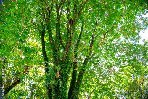 A shady old tree in the park