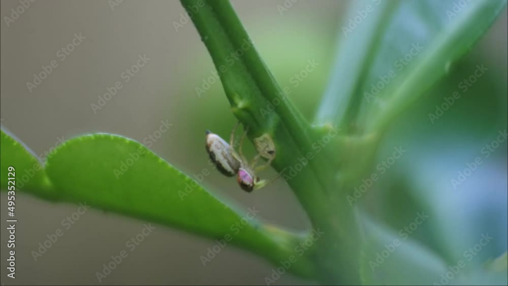spider in HD videos. recordings of insects in nature. spider in HD videos. recordings of insects in nature.