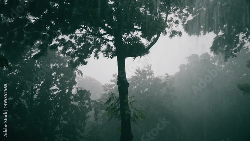 Tropical forest rain. A tropical storm that may represent the rainy season, climate change, or hurricane season. The trees are moving from the strong wind