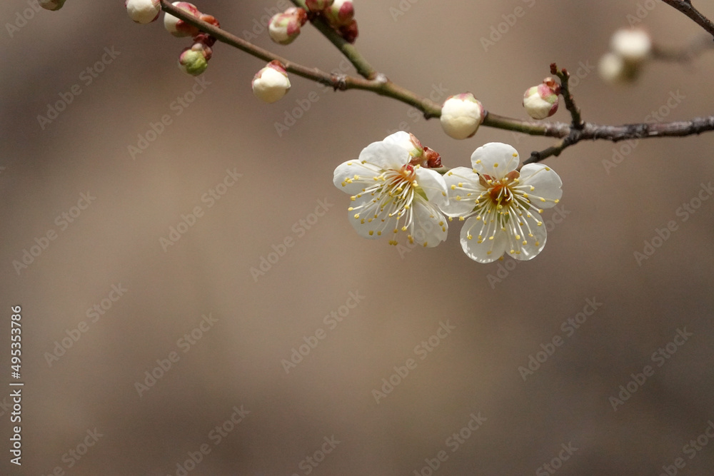 Spring flower plum,A blooming plum flower Spring flower plum,A blooming plum flower