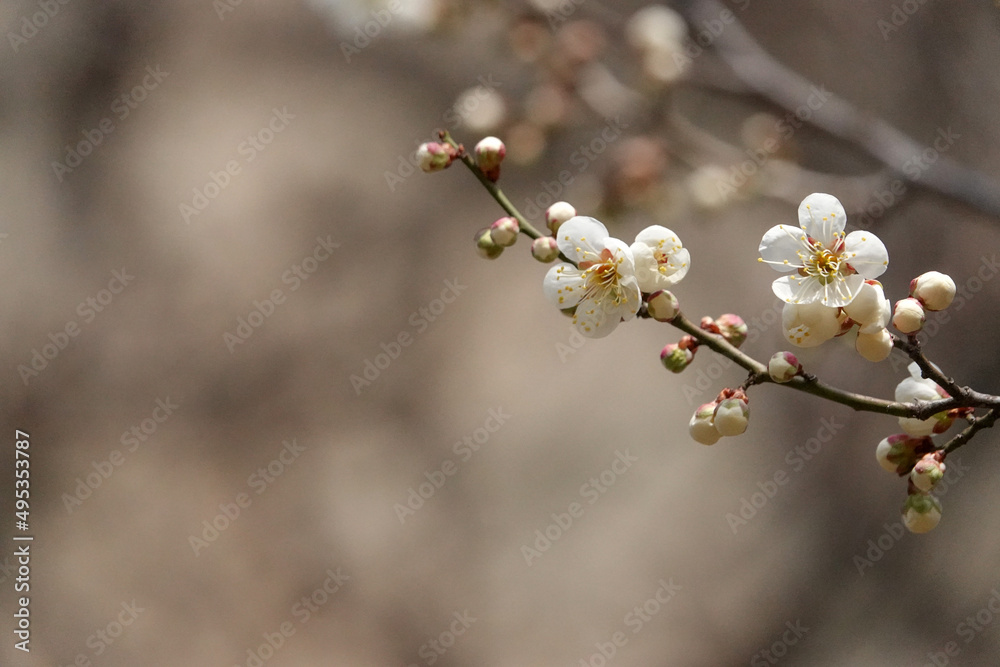 Spring flower plum,A blooming plum flower Spring flower plum,A blooming plum flower