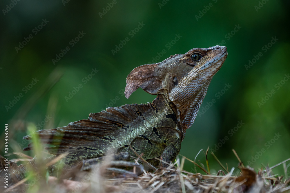 Smooth helmeted iguana sometimes also known as helmeted iguana, helmeted basilisk, elegant helmeted lizard, (Corytophanes cristatus) is a species of New World lizard in the family Corytophanidae Smooth helmeted iguana sometimes also known as helmeted iguana, helmeted basilisk, elegant helmeted lizard, (Corytophanes cristatus) is a species of New World lizard in the family Corytophanidae
