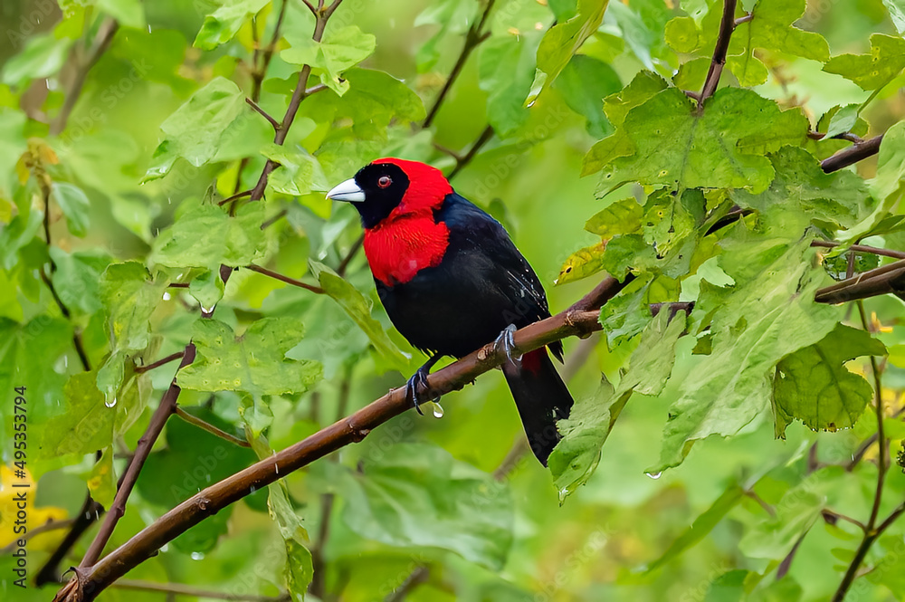 Black and red songbird Scarlet-rumped Tanager, Ramphocelus passerinii, exotic tropical bird form Costa Rica, in the green forest nature habitat. Black and red songbird Scarlet-rumped Tanager, Ramphocelus passerinii, exotic tropical bird form Costa Rica, in the green forest nature habitat.