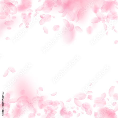 Fototapeta Naklejka Na Ścianę i Meble -  Sakura petals falling down. Romantic pink flowers falling rain. Flying petals on white square background. Love, romance concept. Lively wedding invitation.