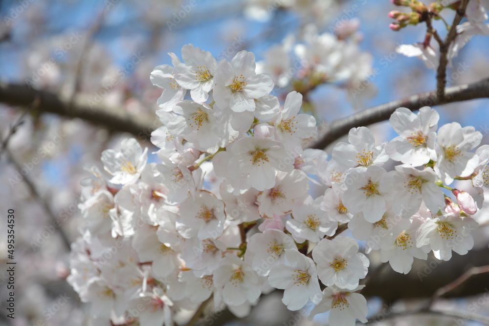 桜 桜
