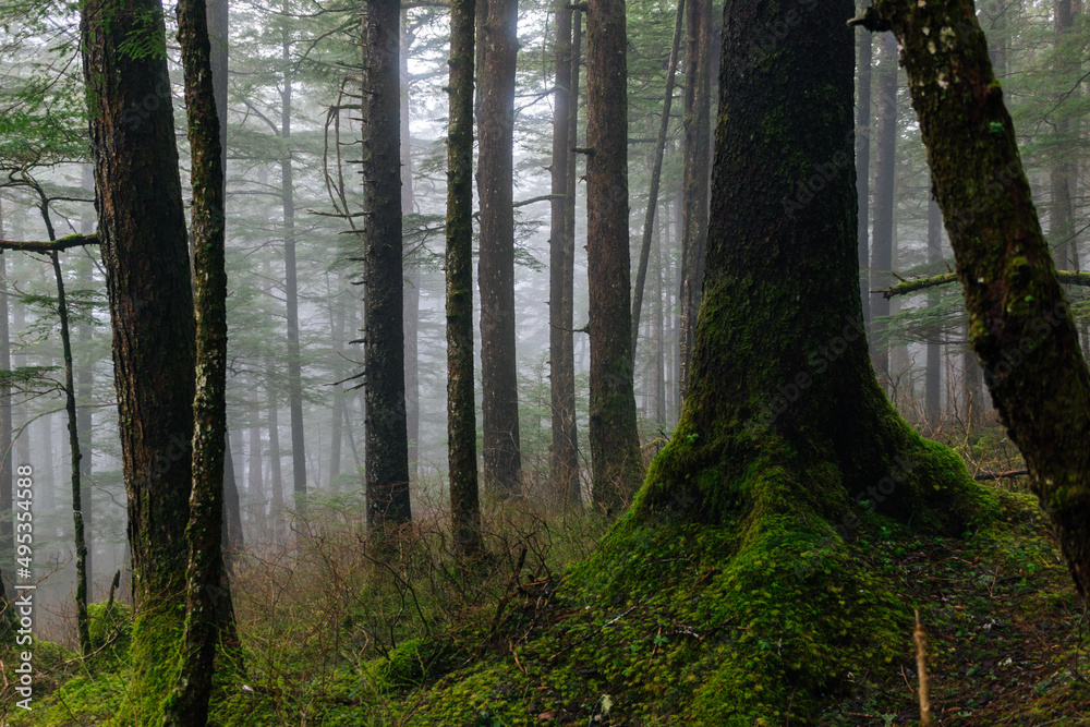 Obraz premium Spring Foggy Light in Dense Forest in Alaska