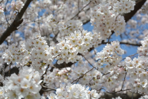 桜 © 和久 澤田