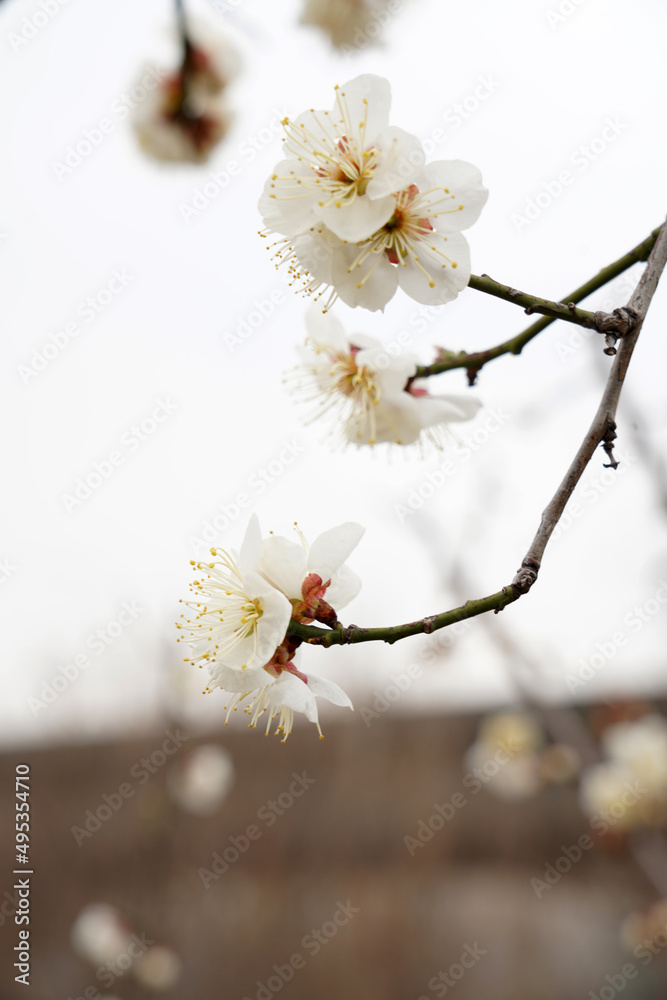 Spring flower plum,A blooming plum flower Spring flower plum,A blooming plum flower