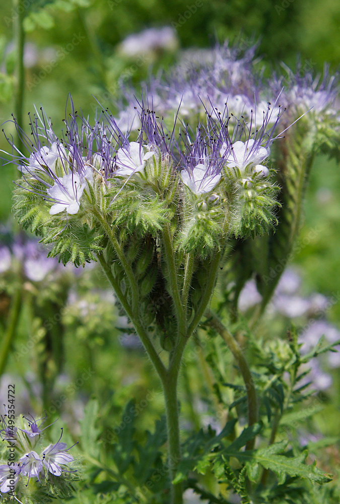 Obraz premium Phacelia tanacetifolia or scorpionweed