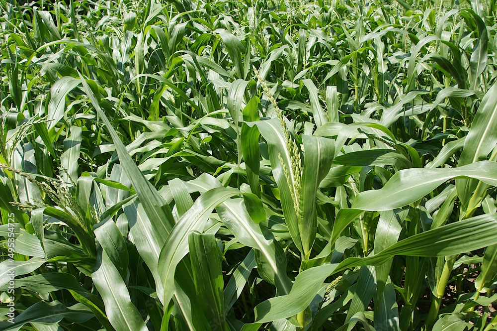 Corn on the field Corn on the field