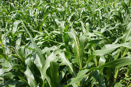 Corn on the field