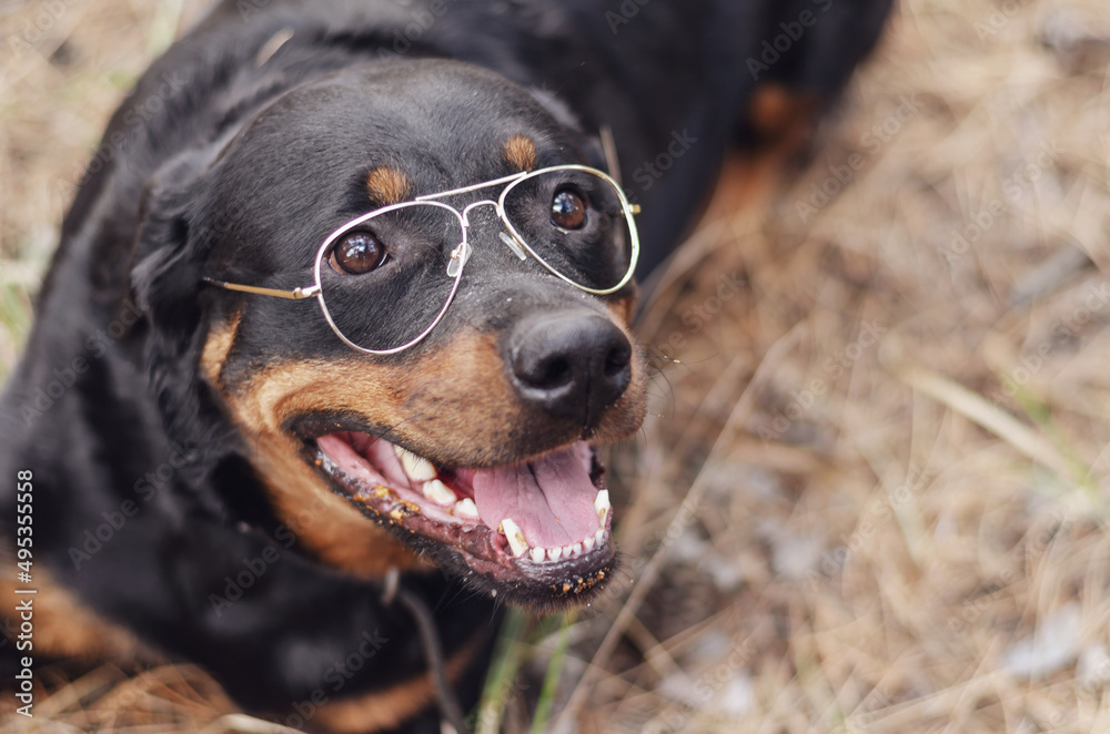 Portrait of a large black German dog wearing eyeglasses.