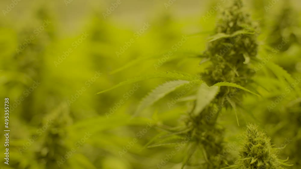 Slow motion dolly of cannabis leaf slowly moving in the wind in nursery Slow motion dolly of cannabis leaf slowly moving in the wind in nursery
