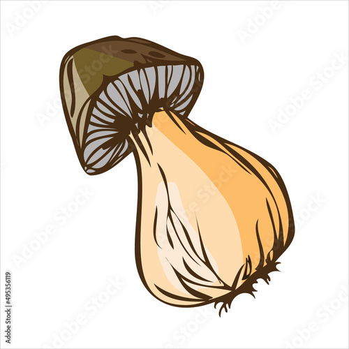 Natural boletus mushroom isolated on white background