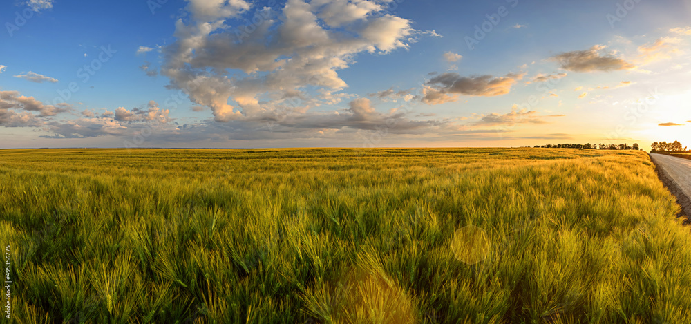 Wheat field landscape with path before the sunset time