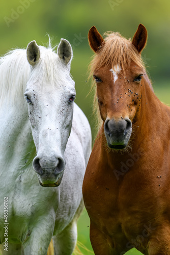 White and brown horse on summer field