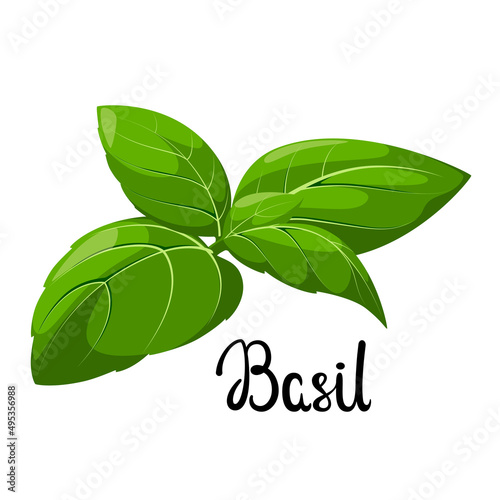 Green basil on a white background. Cartoon design.
