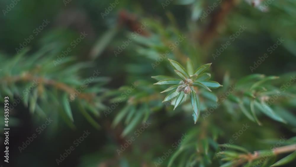 Macro photography of green spruce needles at home garden. Increased consideration of wildlife and plants Macro photography of green spruce needles at home garden. Increased consideration of wildlife and plants