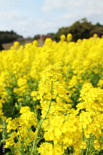 菜の花の黄色に輝く春の風景
