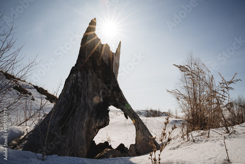 A bright sunlight against the blue sky shines through an old tree. A broken tree trunk was struck by lightning burning stump, snow in winter in the forest.