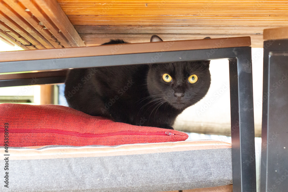 The black cat hides under the table. Fear of black cats. Cats and